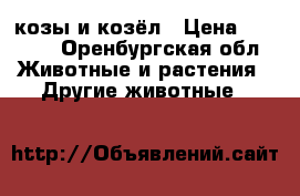 2 козы и козёл › Цена ­ 6 500 - Оренбургская обл. Животные и растения » Другие животные   